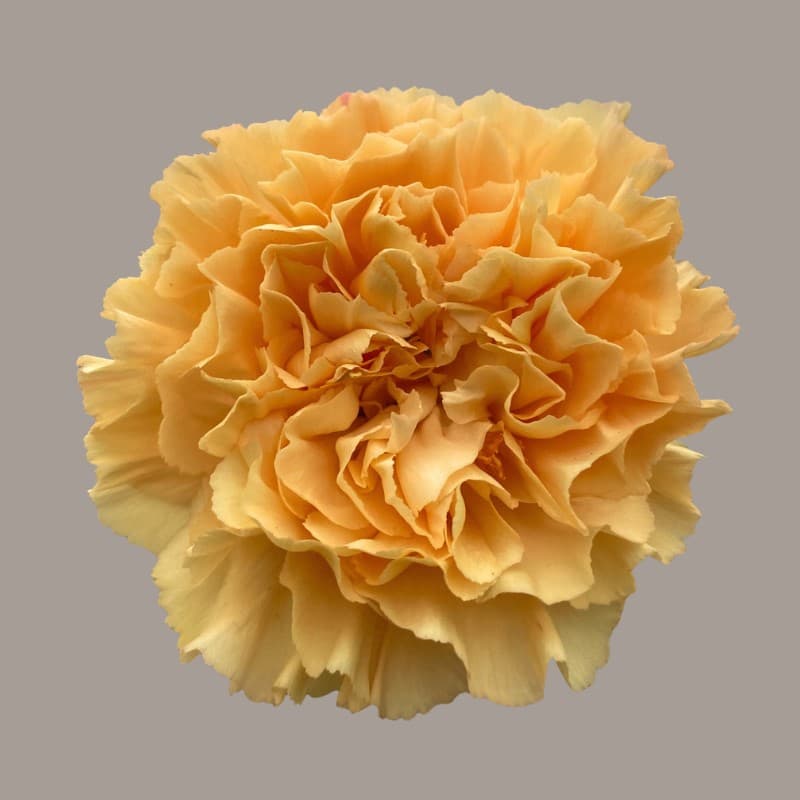 Carnation Caroline Gold Gold Select