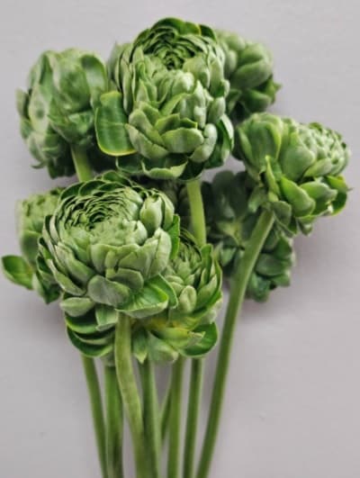 Ranunculus Pon Pon Elliot Green 35cm