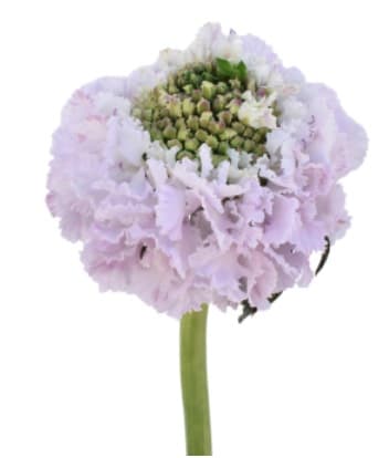 Scabiosa Open Cut Bon Bon Sweetness Light Lavender 60 Cm