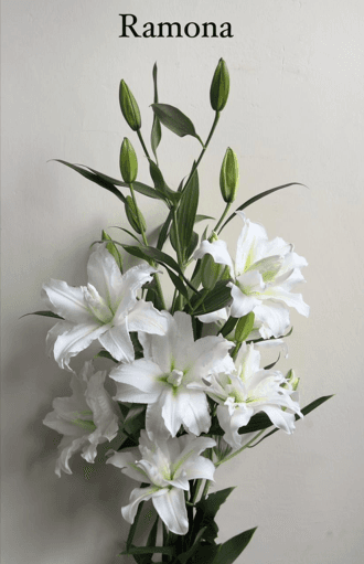 Lillies Roselily Ramona White 3-5 Bloom