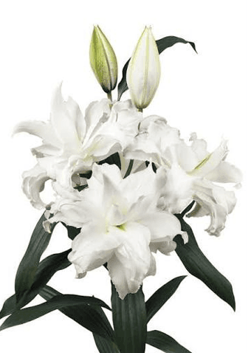 Lillies Roselily Simona White 3-5 Bloom