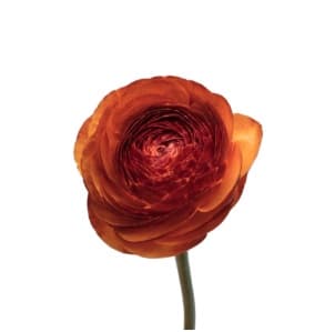 Ranunculus Success Cloni Brownie Bronze 40 Cm