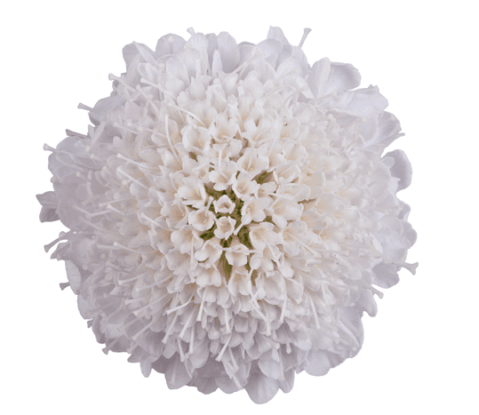 Scabiosa Open Cut Mascarpone Scoop Blush Lavender 50 Cm