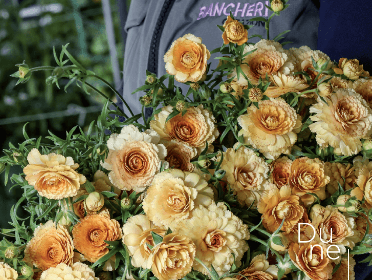 Ranunculus Moderna Dune Creamy Yellow 40 Cm