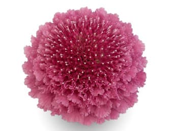 Scabiosa Open Cut Focal Popsicle Medium Pink 50 Cm