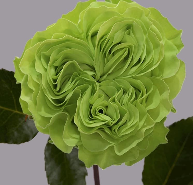 Garden Rose Exotic Mint Green 70 Cm