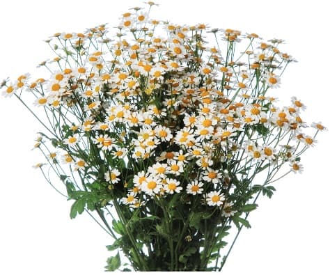 Matricaria Chamomilla Fever Few White 90cm