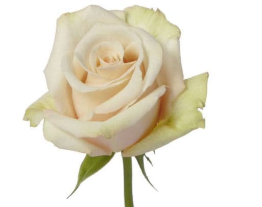 Color Roses Sahara Sand 60/70 Cm