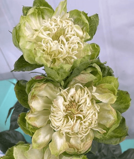 Garden Rose Green Mist Green 40 Cm