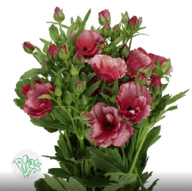 Ranunculus Butterfly Magical Raspberry Hot Pink 50 Cm