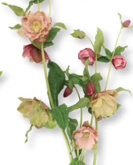 Helleborus Hybrid Oriental Rose Pink Bicolor 35/50 Cm