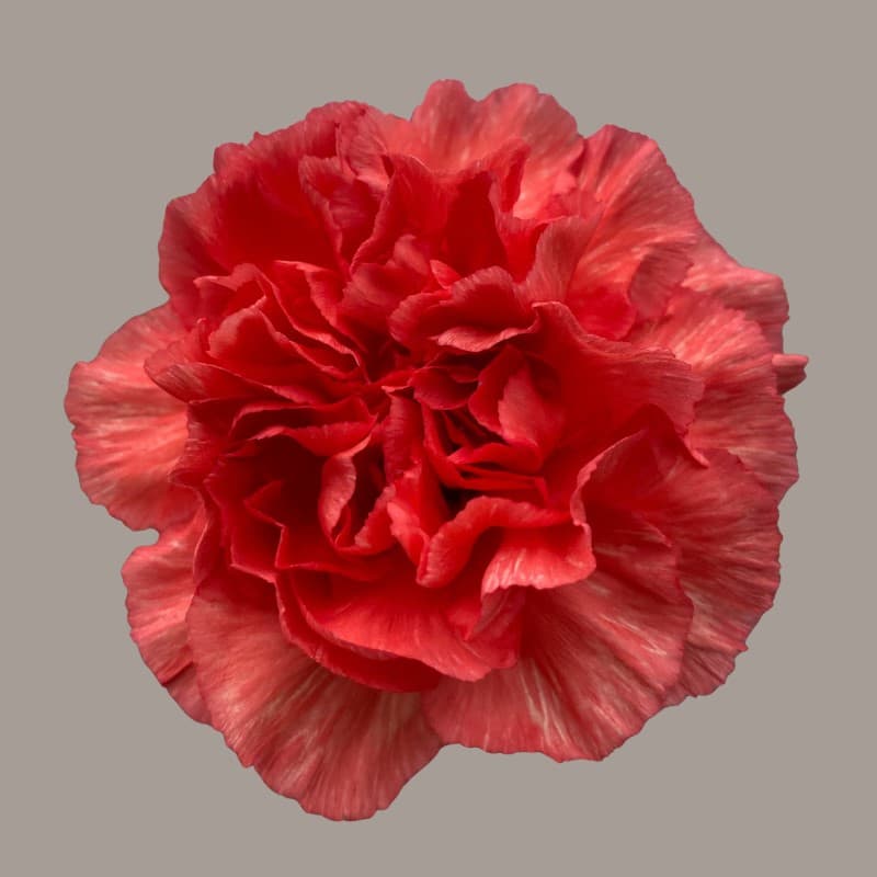 Carnation Caroline Orange Select