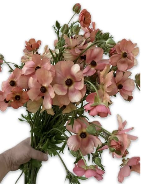 Ranunculus Moderna Butterfly Carezza Coral 50cm