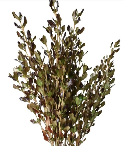 Misc Coprosma Dark Chocolate 70 Cm