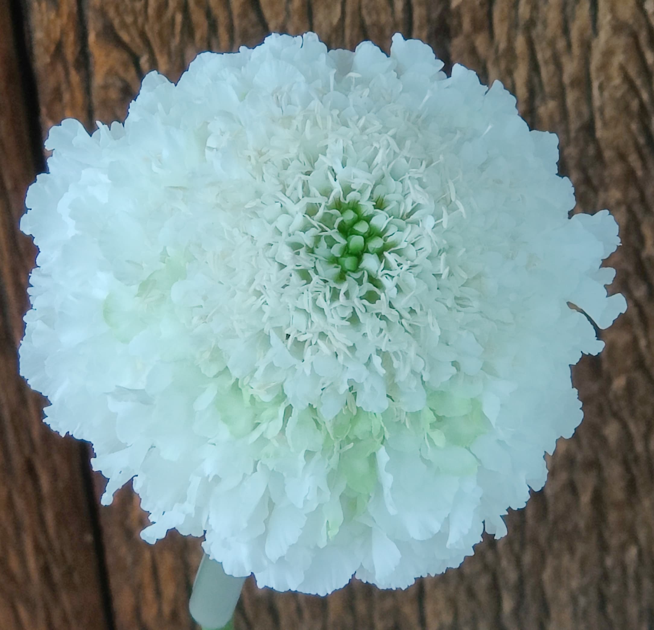 Scabiosa Open Cut Focal White 50 Cm