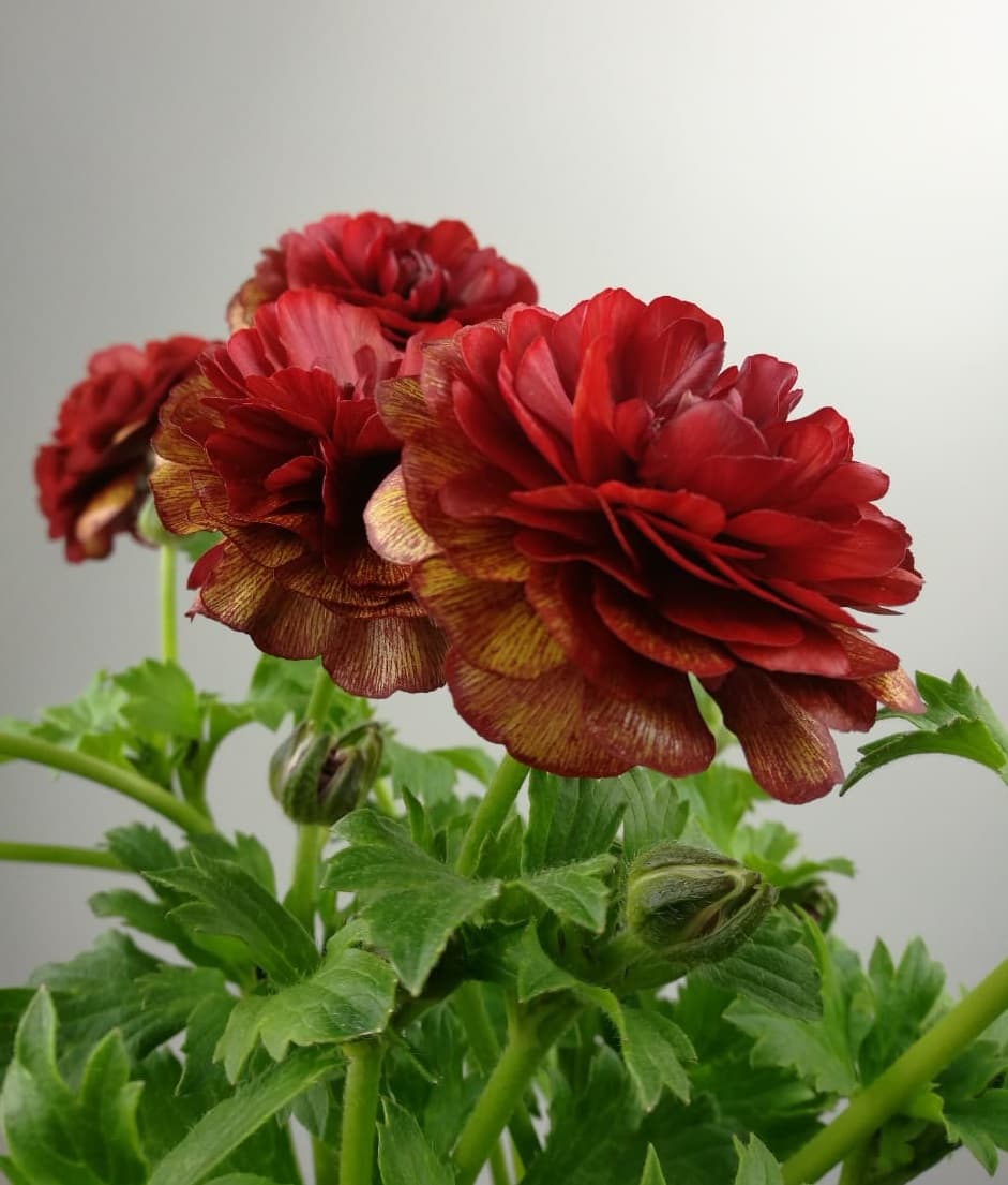 Ranunculus Butterfly Hades Red 40/50 Cm
