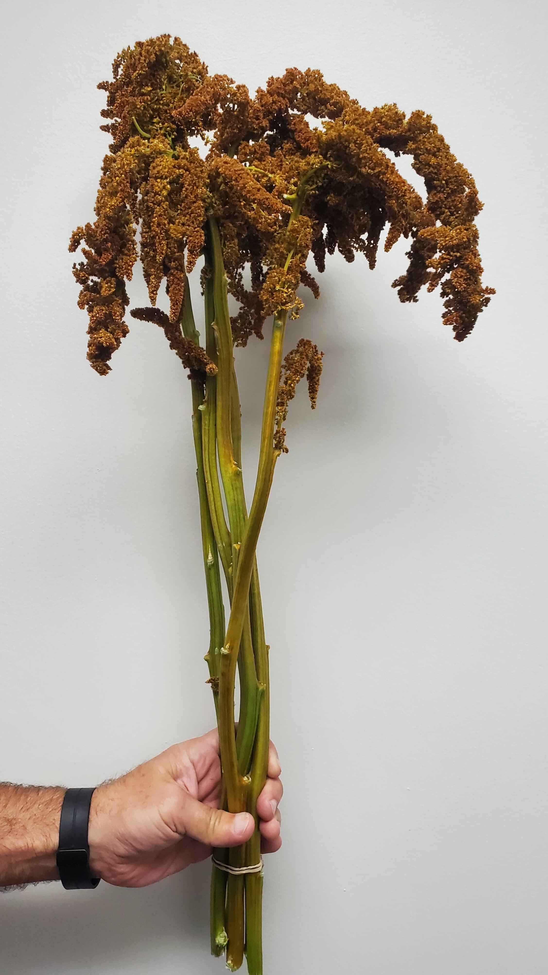 Amaranthus Hot Biscuits Up-right Bronze 80 Cm