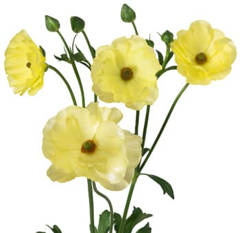 Ranunculus Butterfly Helios Light Yellow 50cm