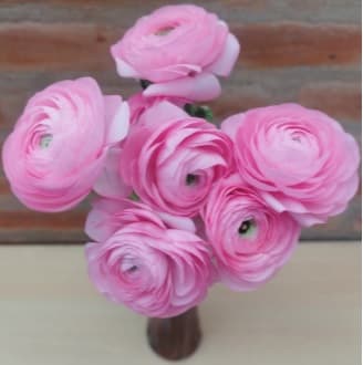 Ranunculus Elegance Pink 35/45 Cm