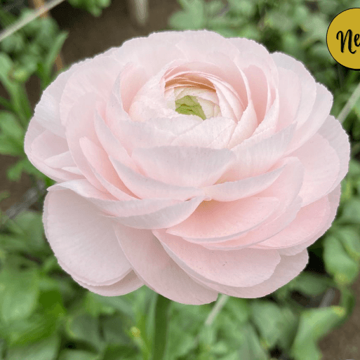 Ranunculus Success Cloni Lady Light Pink 45/55 Cm