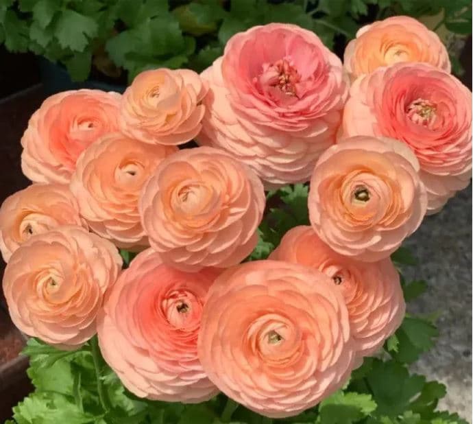 Ranunculus Amandine Salmon Mix 40 Cm