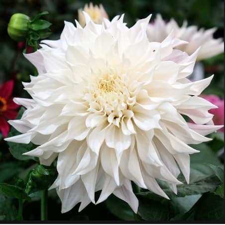 Dahlias Procona White Quartz White 45/55 Cm