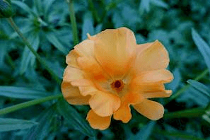 Ranunculus Butterfly Charis Pale Orange 40/50 Cm