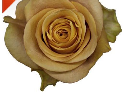 Garden Rose Symbol Brown 40/50 Cm