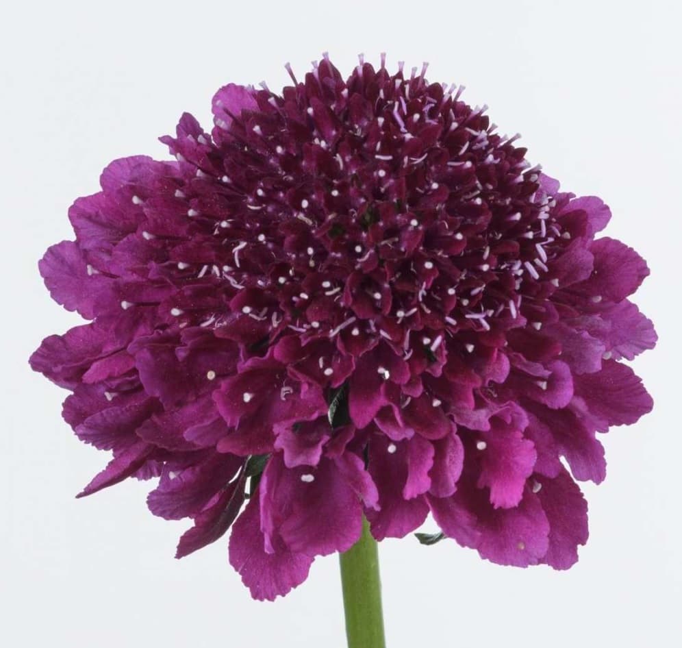 Scabiosa Focal Scoop Dark Purple 50 Cm