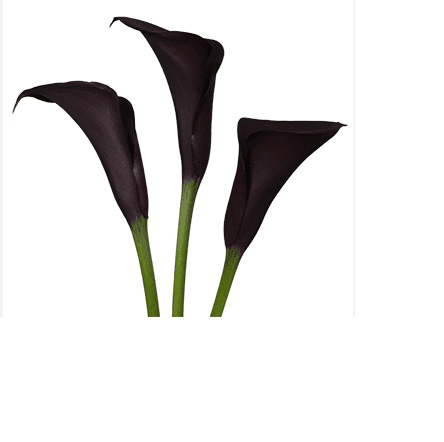 Colored Callas Schwarzwalder Black 50 Cm