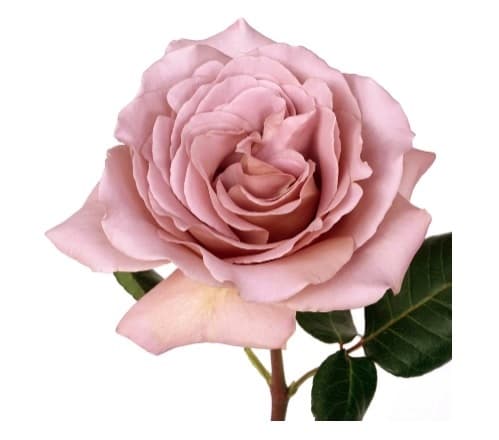 Garden Rose Cafe Latte Pink Mocha 40cm