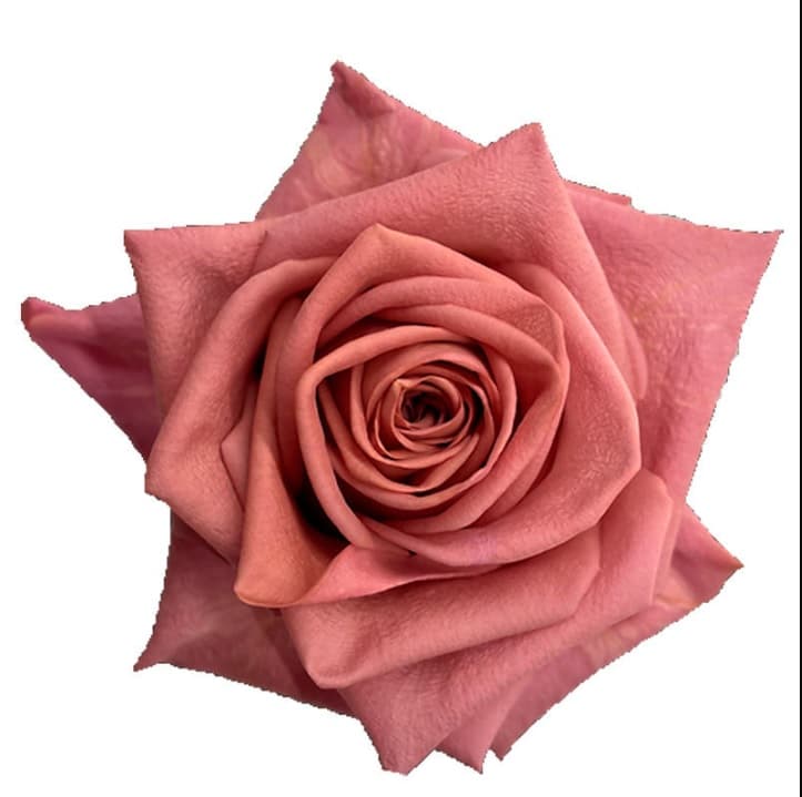 Color Roses Barista Pink Mocha 40cm