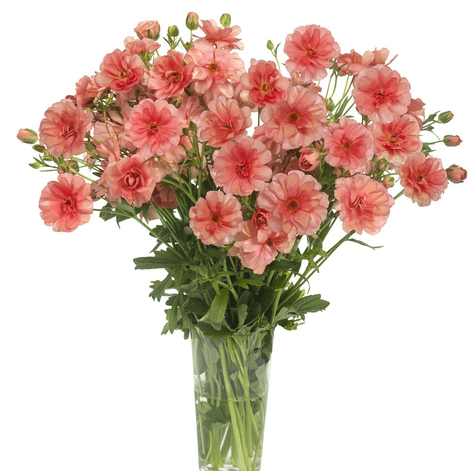 Ranunculus Butterfly Eris Salmon 40 Cm