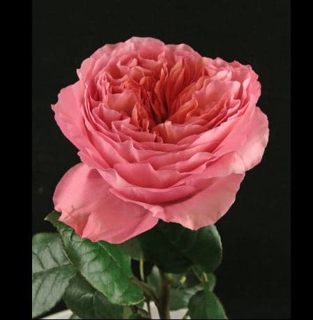 Garden Rose Candy X-pression Pink 60cm
