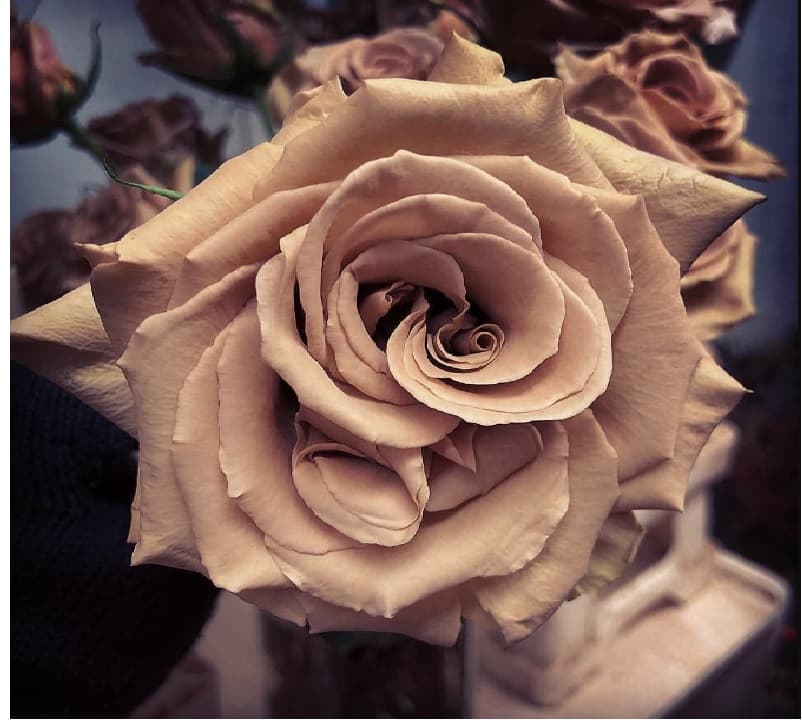 Garden Rose Chocolate Mousse Caramel 60/70cm