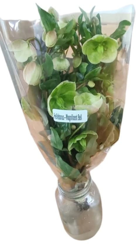 Helleborus Magnificent Bells White 40/50 Cm