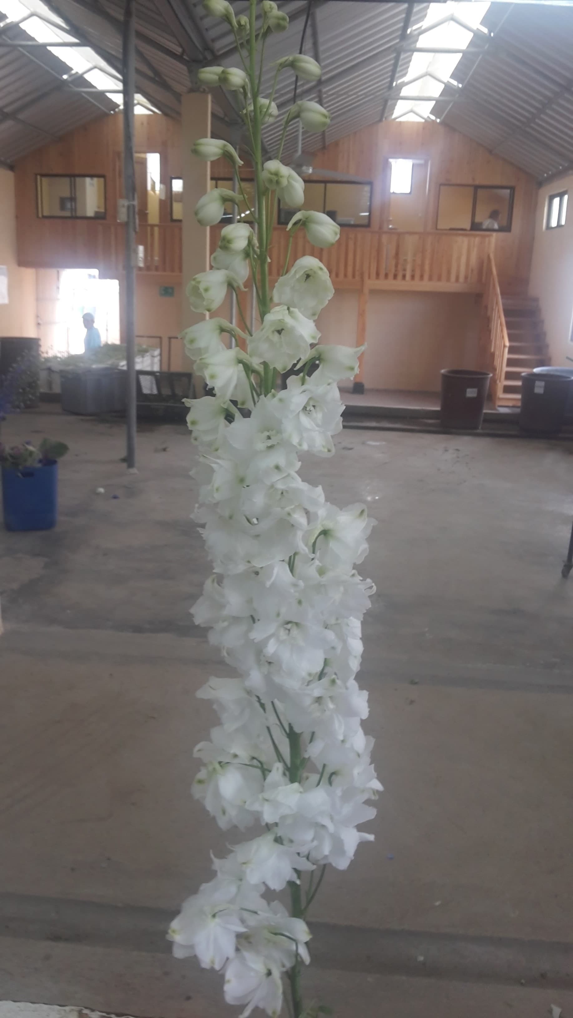 Delphinium Hybrid Pacific Giant White 80 Cm