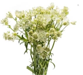 Astrantia White 60 Cm