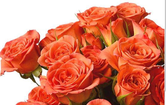 Spray Roses Saona Dark Orange 50 Cm