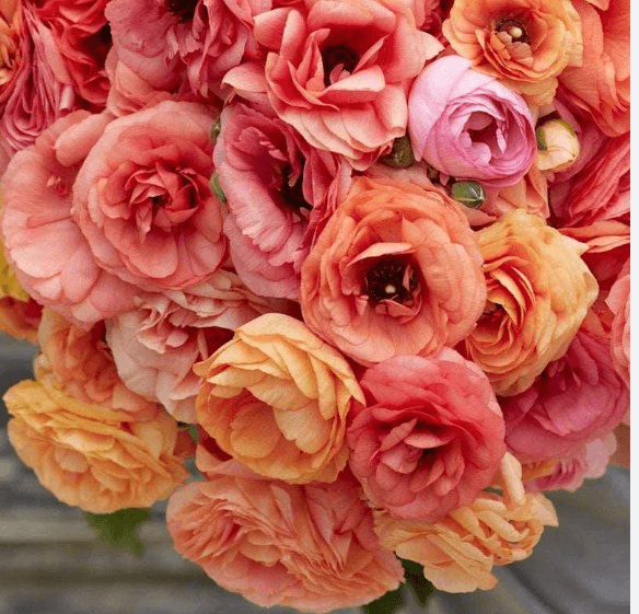 Ranunculus Elegance Salmon Mix 35/45 Cm