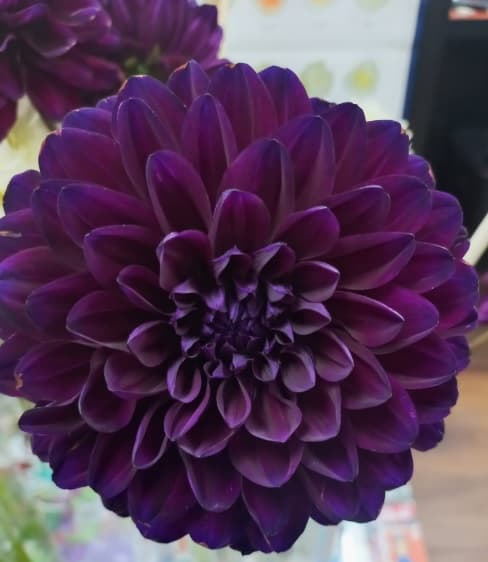 Dahlias Procona Naomi Purple 40/60cm
