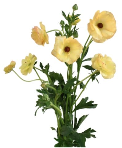 Ranunculus Butterfly Magical Caramel Light Yellow 60cm
