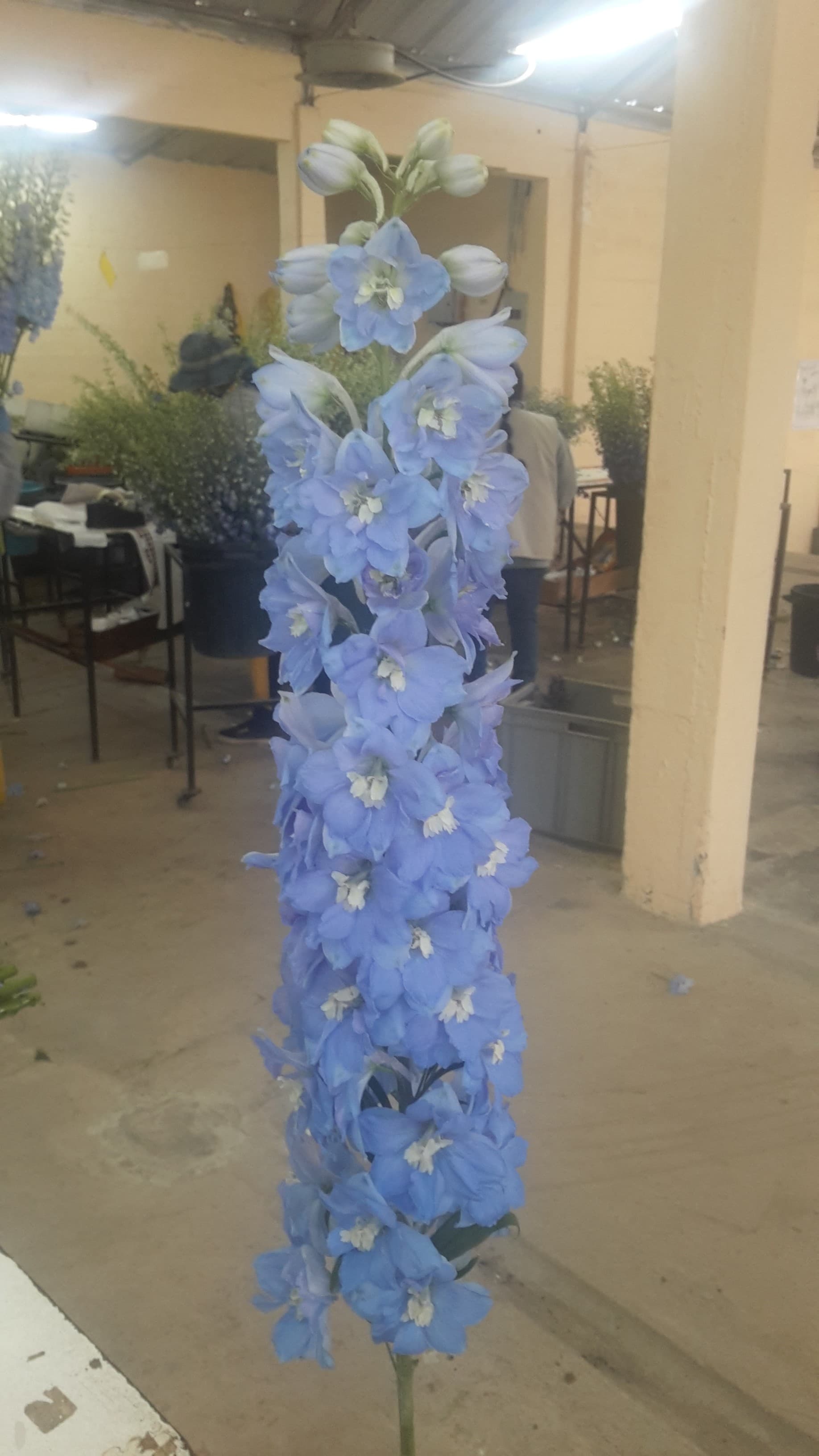 Delphinium Pacific Giant Light Blue 70 Cm