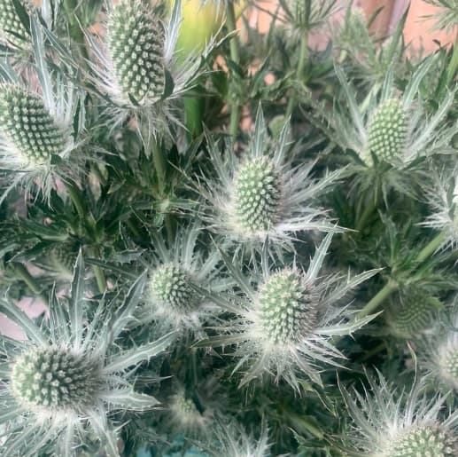 Eryngium Magical Silver Lagoon White 60cm