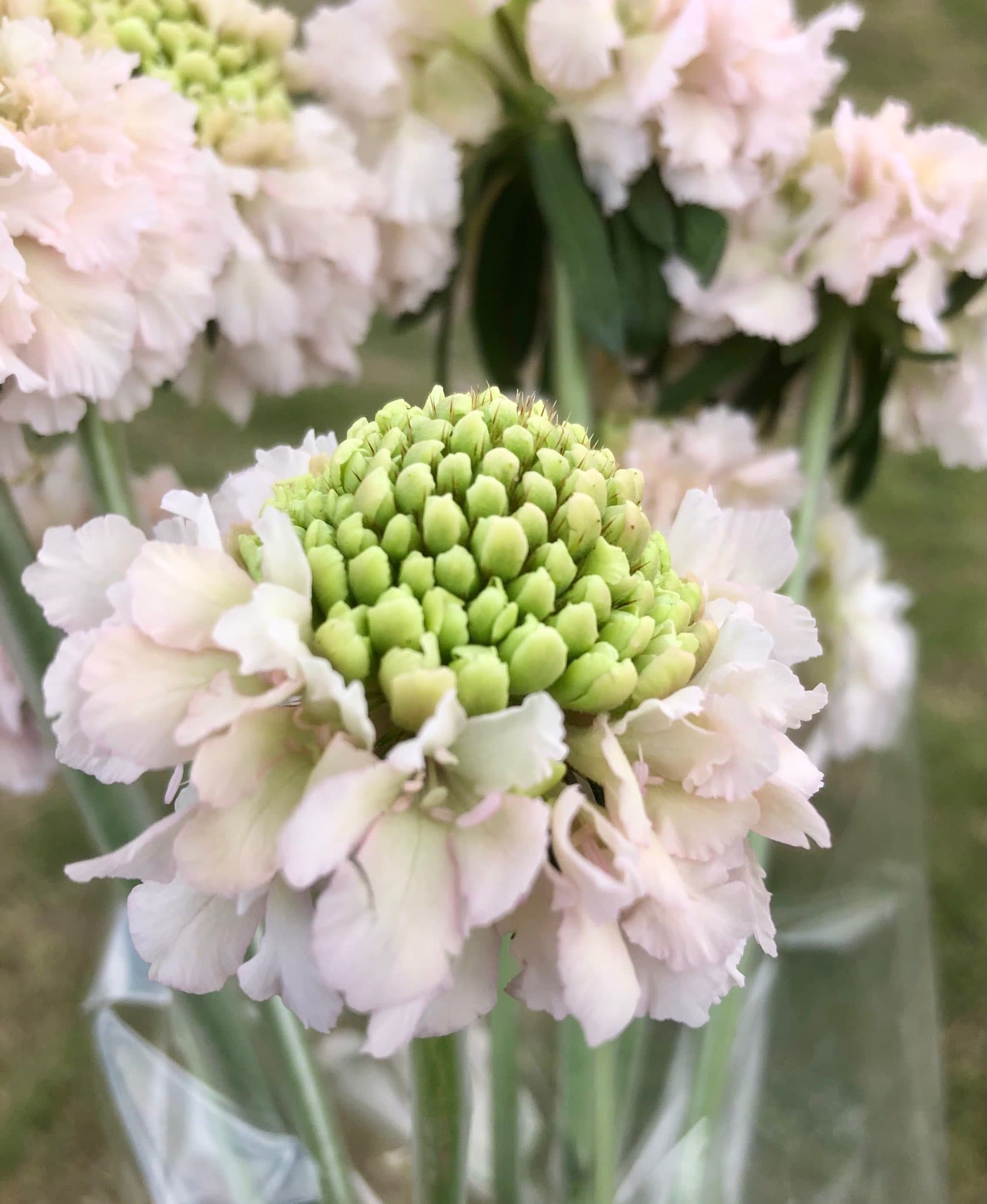 Scabiosa Focal Hanoi Blush 50 Cm