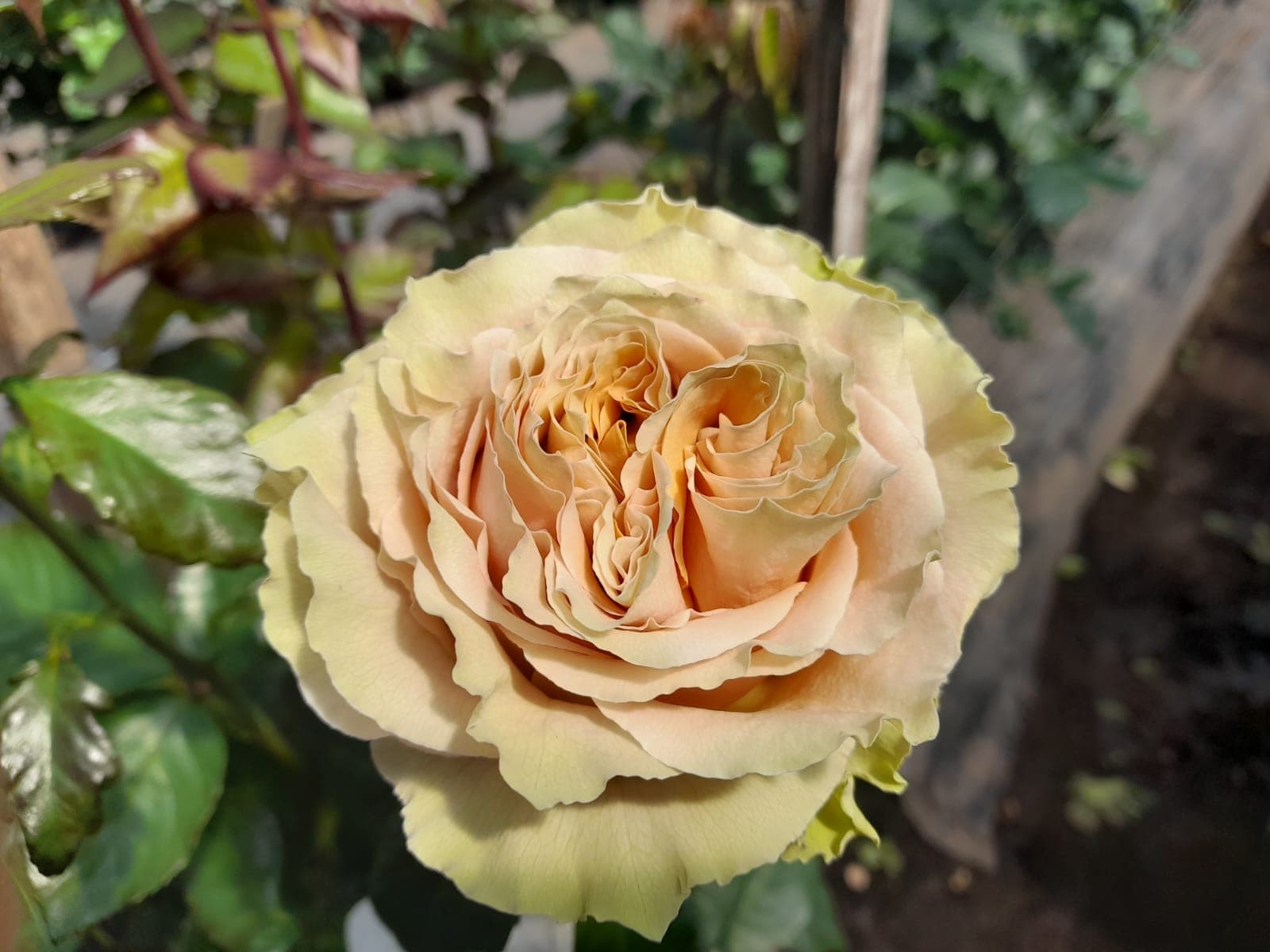 Color Roses Caramel Macchiatto Caramel 60 Cm
