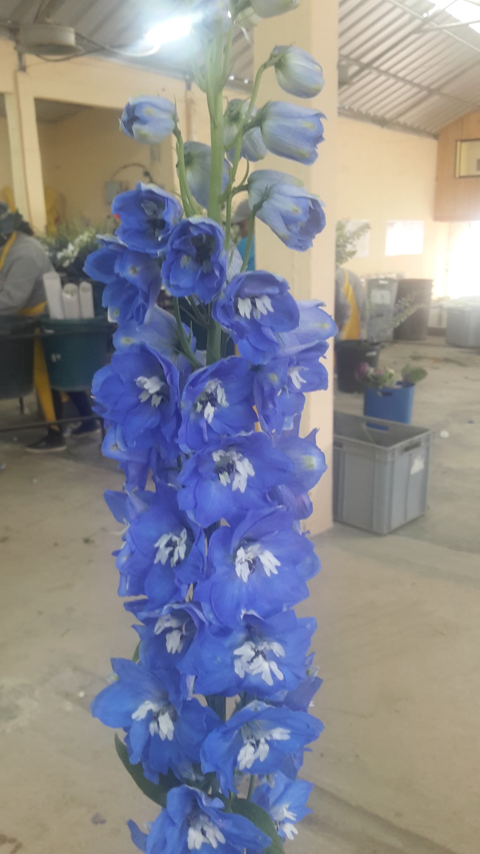 Delphinium Pacific Giant Mid Blue 80 Cm