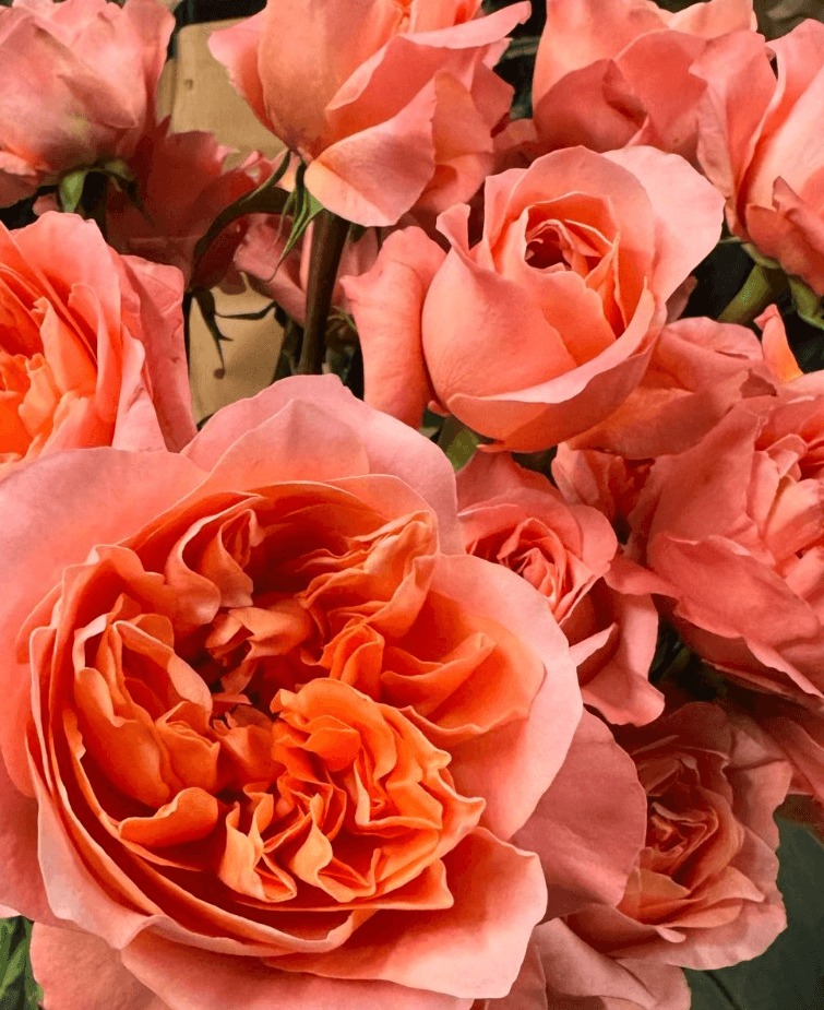 Garden Rose Dragon Fly Peach 60 Cm