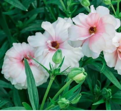 Ranunculus Butterfly Ariadne Blush 55 Cm
