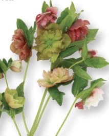 Helleborus Hybrid Oriental Pink Picotee 50/60 Cm